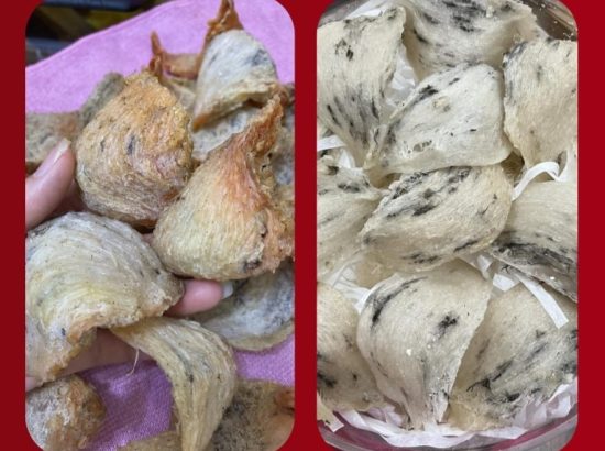 [GÓC NHÌN KHOA HỌC] YẾN ĐẢO VS YẾN NHÀ: SỰ GIAO THOA GIỮA TỰ NHIÊN VÀ CÔNG NGHỆ