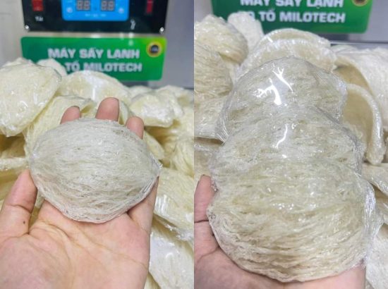 CÁCH PHÂN BIỆT YẾN SÀO THẬT – GIẢ CHÍNH XÁC NHẤT