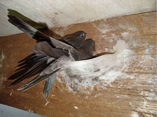 CHU KỲ THAY LÔNG & ẢNH HƯỞNG TRỰC TIẾP ĐẾN “PHONG ĐỘ” CỦA TỔ YẾN