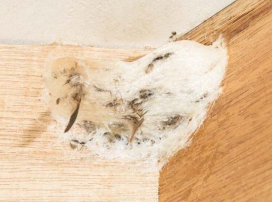 [KỸ THUẬT NHÀ YẾN] TẬP TÍNH XÂY TỔ: TẠI SAO CHIM YẾN THÍCH GÓC 90 ĐỘ & BÍ QUYẾT ĐIỀU HƯỚNG BẰNG TỔ GIẢ