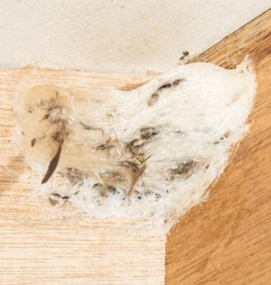 [KỸ THUẬT NHÀ YẾN] TẬP TÍNH XÂY TỔ: TẠI SAO CHIM YẾN THÍCH GÓC 90 ĐỘ & BÍ QUYẾT ĐIỀU HƯỚNG BẰNG TỔ GIẢ