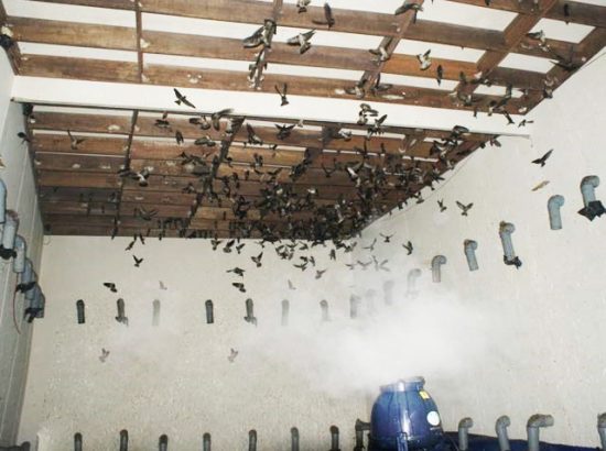 [BIẾN ĐỔI KHÍ HẬU] TẠI SAO SẢN LƯỢNG YẾN THẤT THƯỜNG & CHIẾN LƯỢC “GIẢI NHIỆT” NHÀ YẾN TOÀN DIỆN