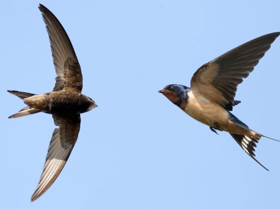 [BÍ QUYẾT GIỮ ĐÀN] THỨC ĂN TỰ NHIÊN & THỨC ĂN BỔ SUNG: DUY TRÌ NGUỒN MỒI TRONG MÙA KHÔ HẠN