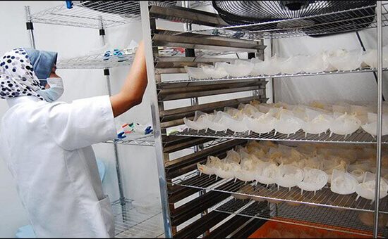 TẠI SAO KHÔNG NÊN SẤY YẾN BẰNG QUẠT GIÓ? HIỂM HỌA TỪ BỤI BẨN VÀ VI SINH VẬT