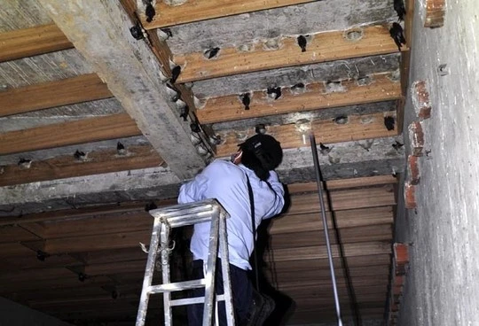 [BẢN TIN NHÀ YẾN] KẺ THÙ SỐ 1 CỦA NHÀ YẾN: CÁCH PHÒNG CHỐNG THIÊN ĐỊCH KHÔNG GÂY ĐỘNG